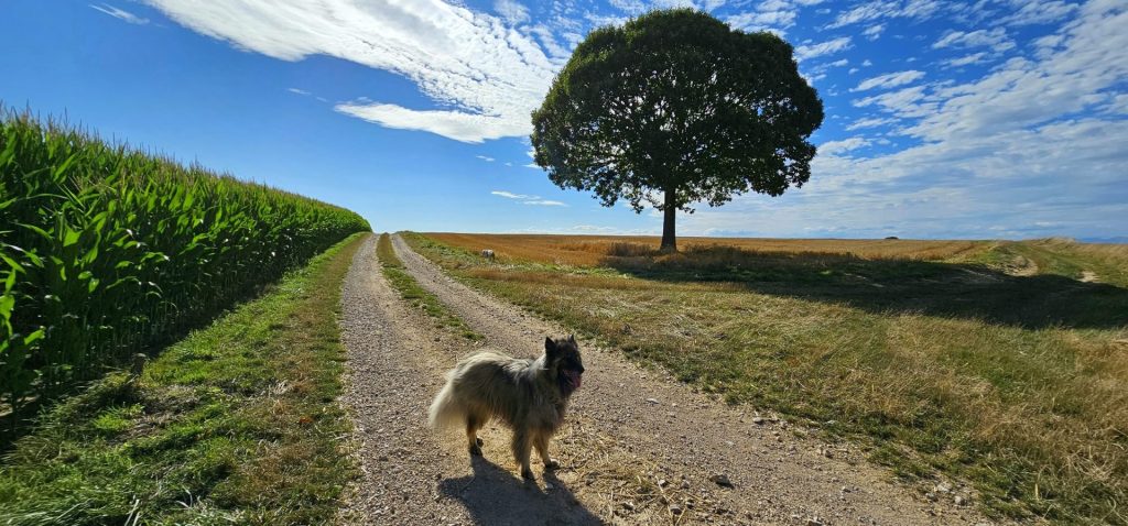 promenade a magstatt dans le haut-rhin en alsace