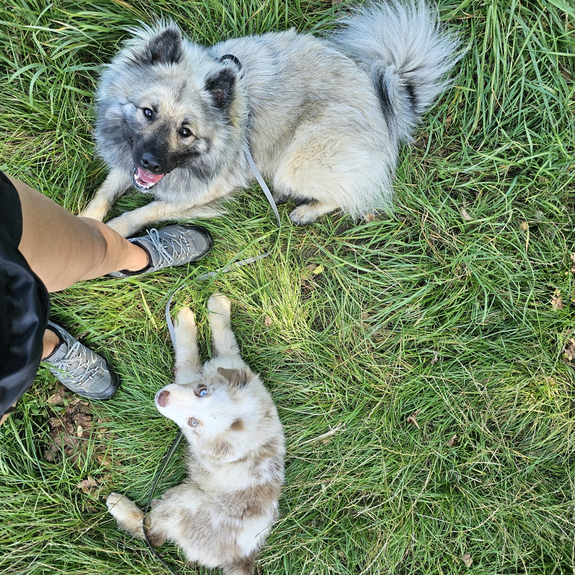 éducation de chiens en groupe