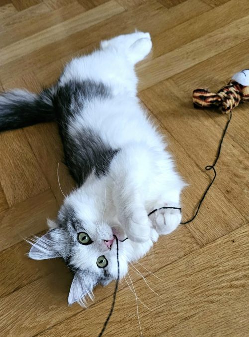 chat qui joue avec une ficelle
