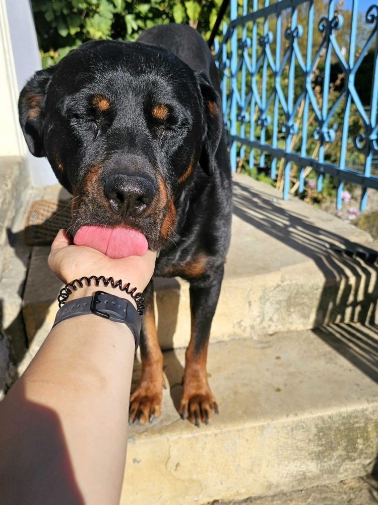 chien qui lèche Darlène
