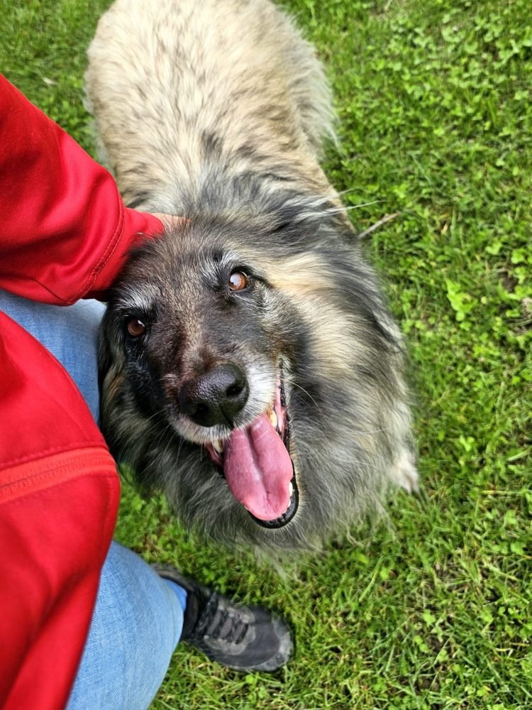 chien de berger en promenade