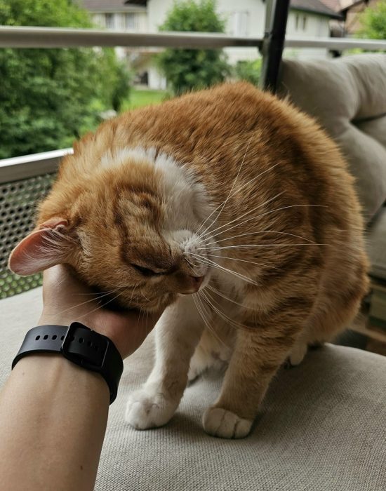 chat qui reçoit des caresses