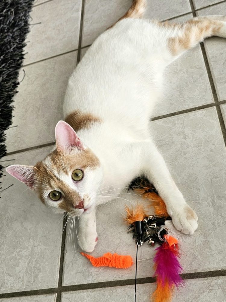 chat qui joue dans sa maison