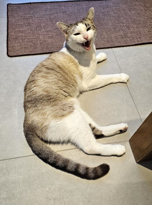 comportement chat miaulement