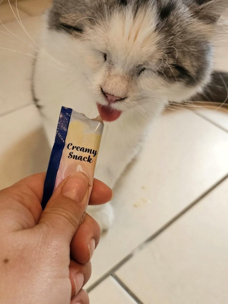 recompense pour chat