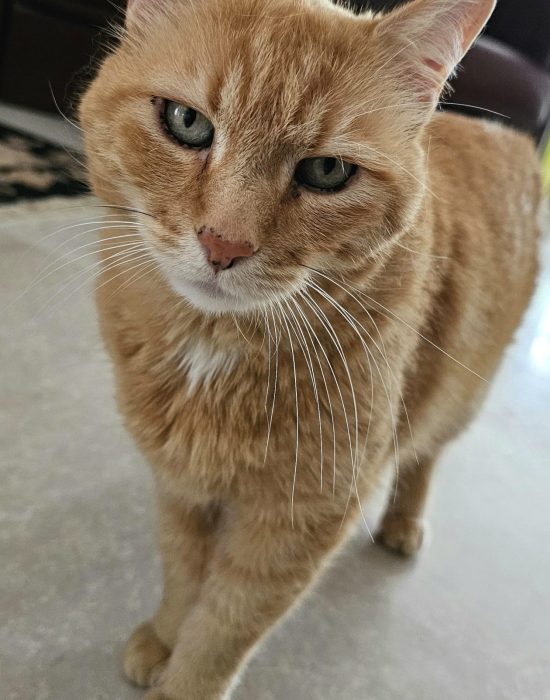 chat avec petsitter