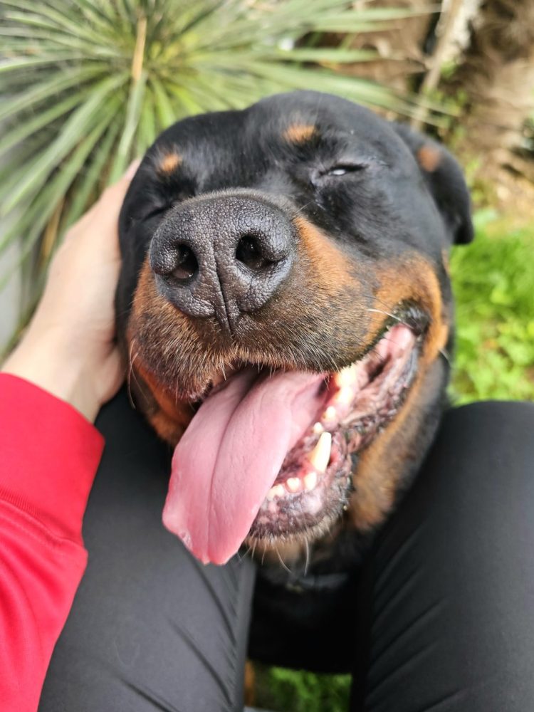 chien catégorisé gardé à domicile dans le haut rhin