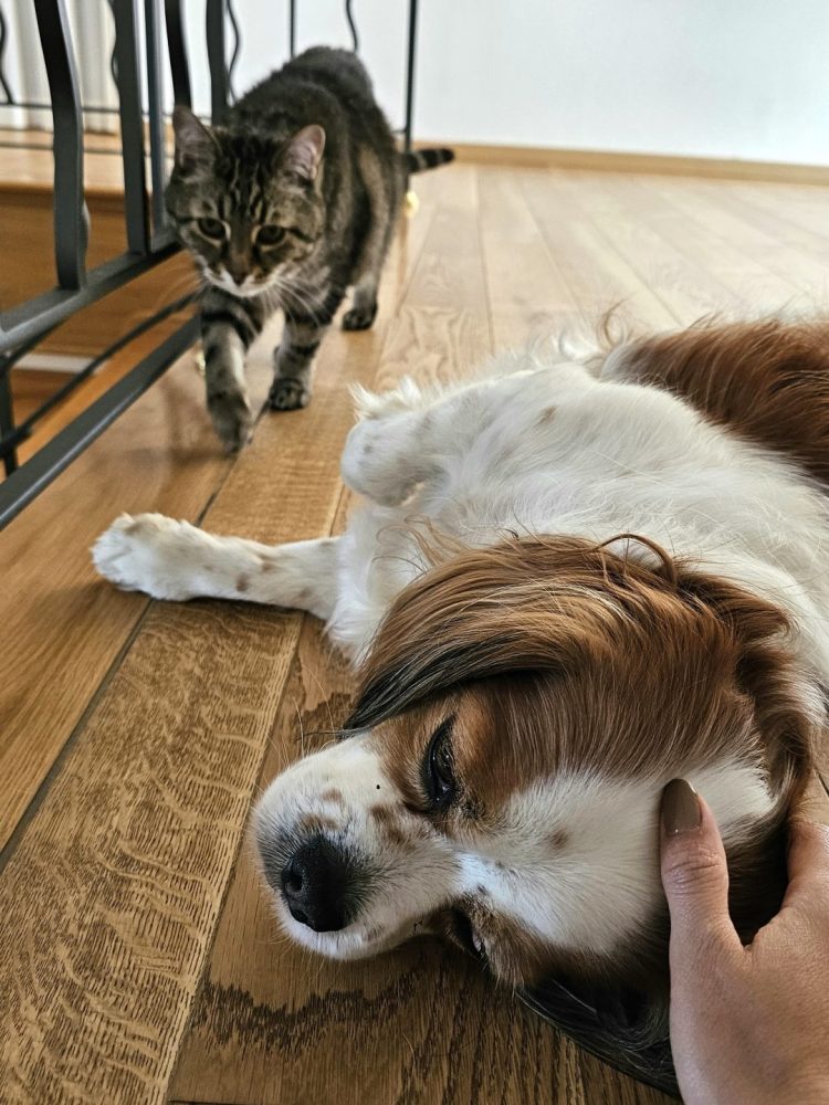 chien-chat-maison