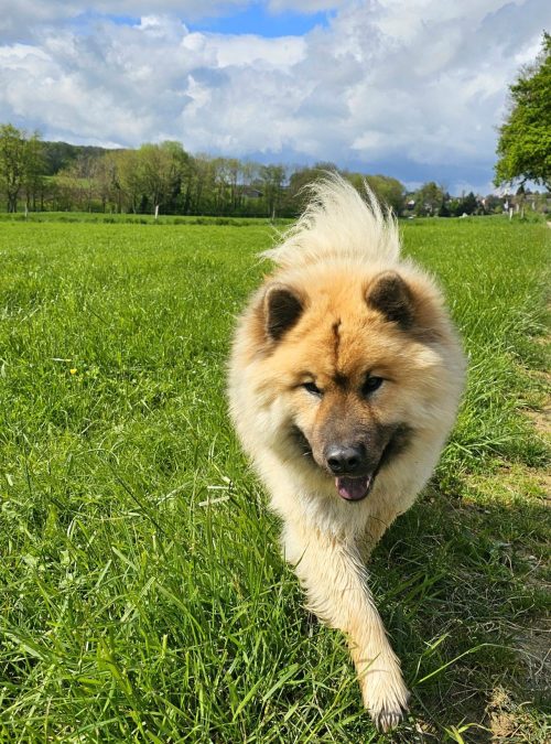 chien avec petsitter
