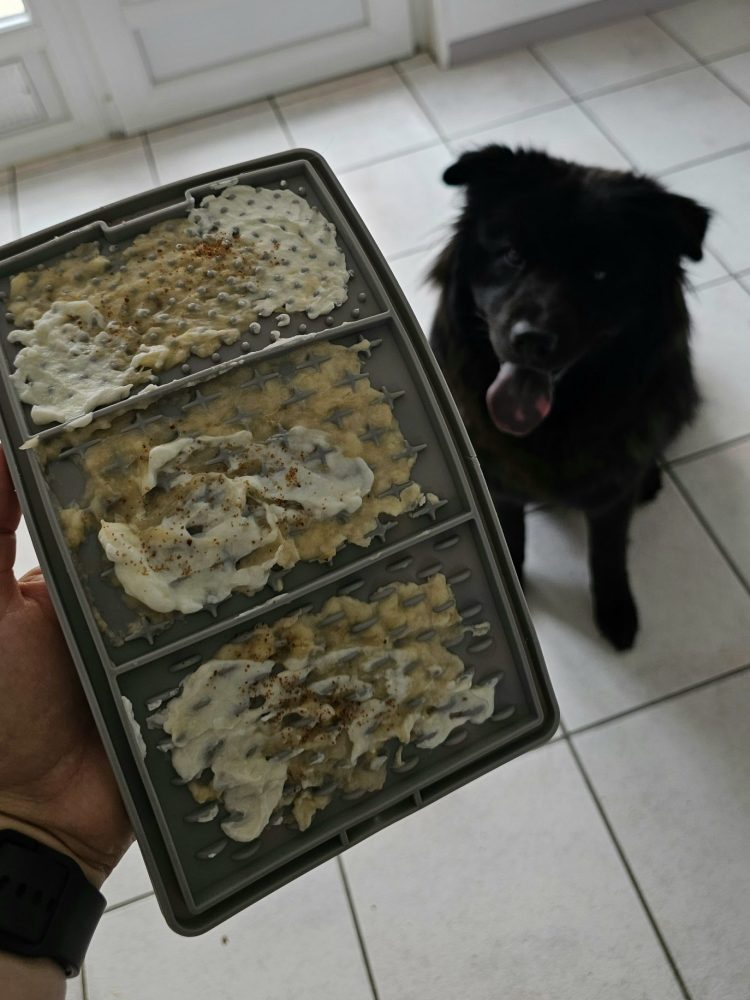 nourriture chien pour manger doucement