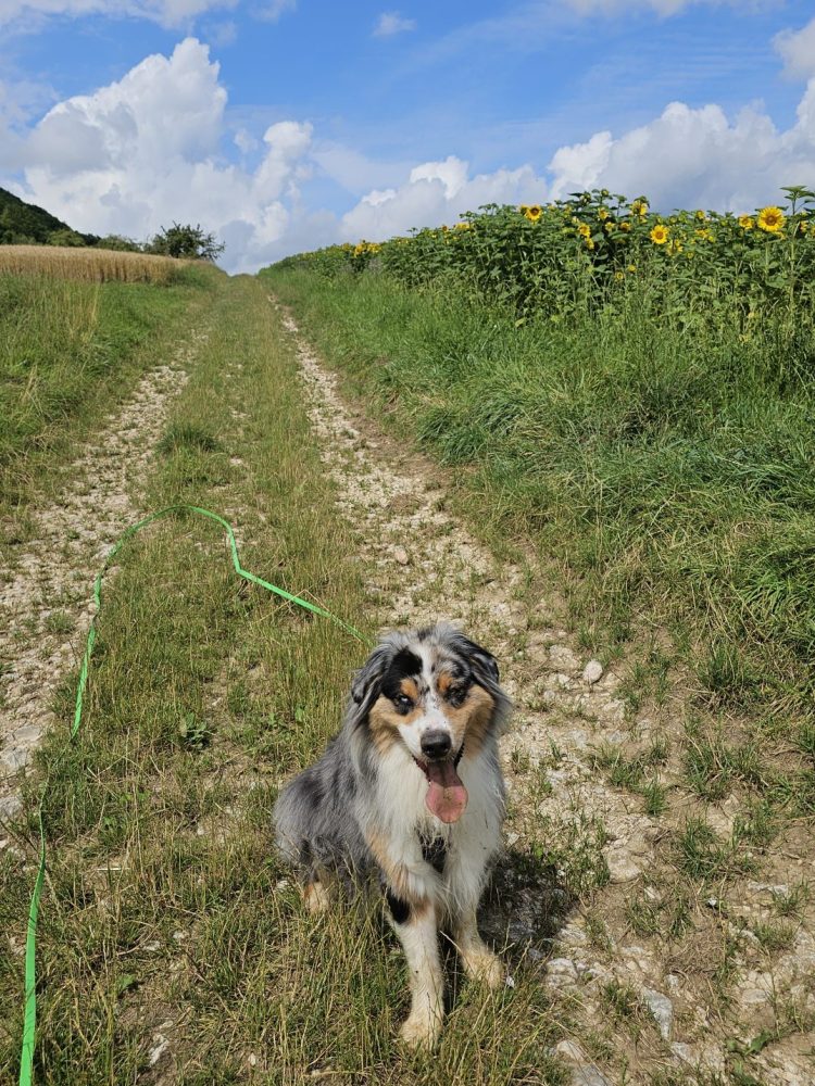 la positive animale promène votre chien dans le haut rhin
