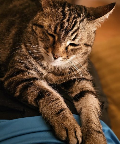 faire garder son chat à la maison