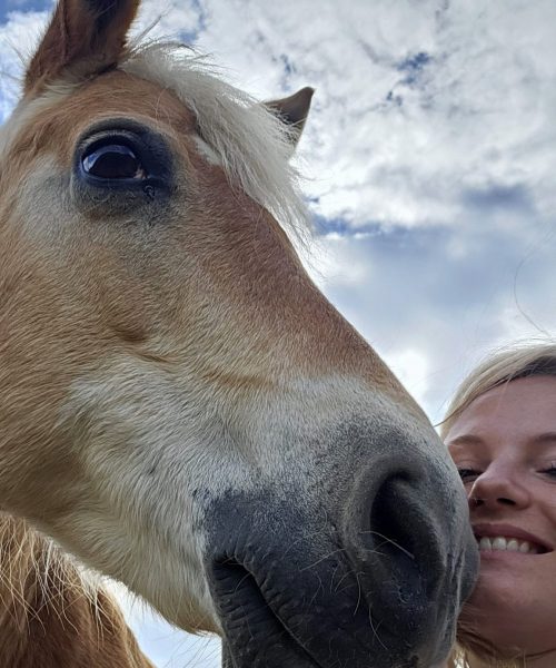 nourrir les chevaux pendant les vacances en alsace