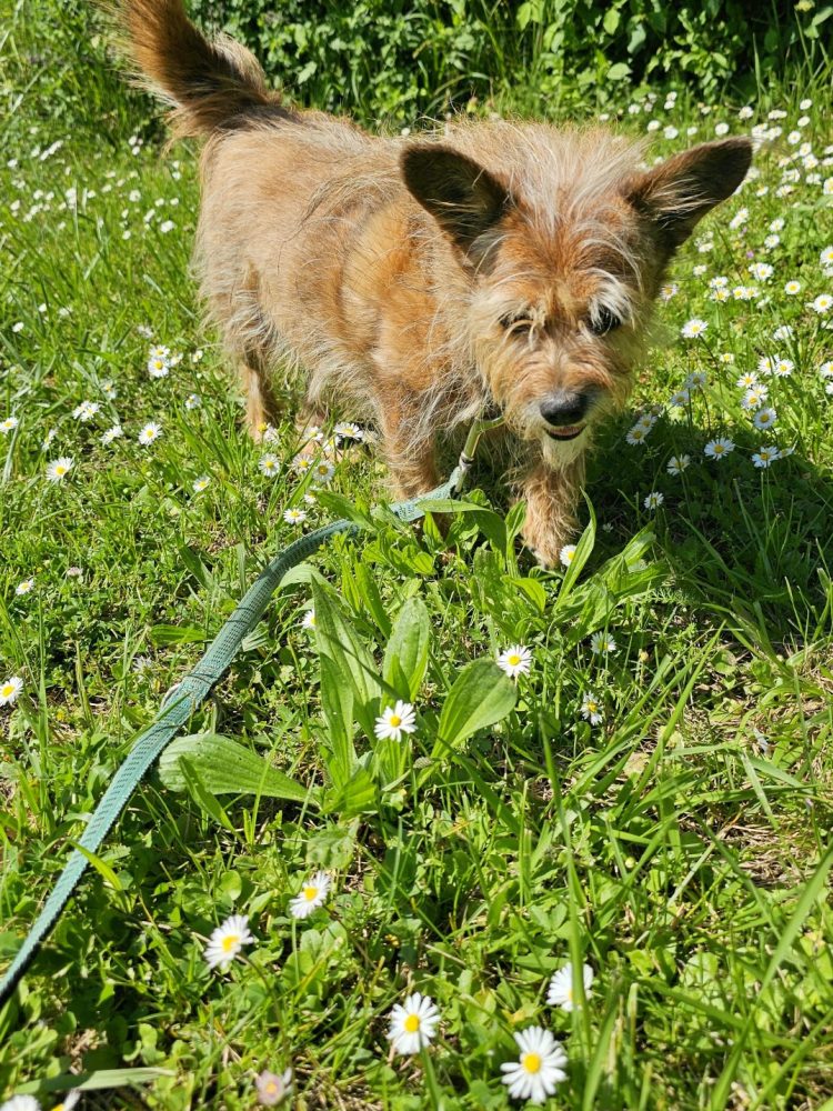chien gardé par la positive animale en promenade
