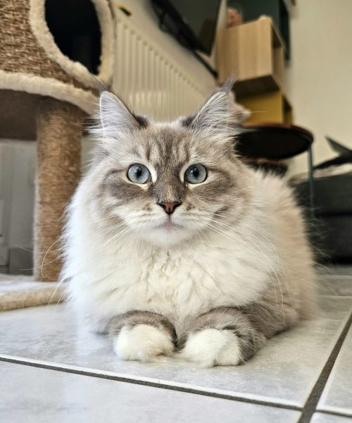 gardiennage de chat à domicile