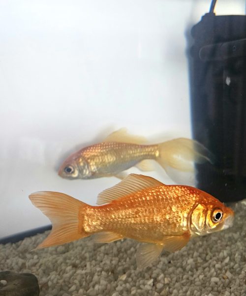 nourrir les poissons pendant les vacances