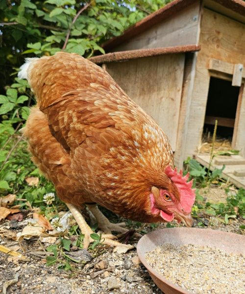 pet sitter de poule à Magstatt en Alsace