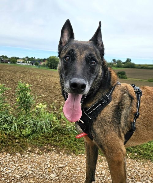 faire garder son chien à la maison