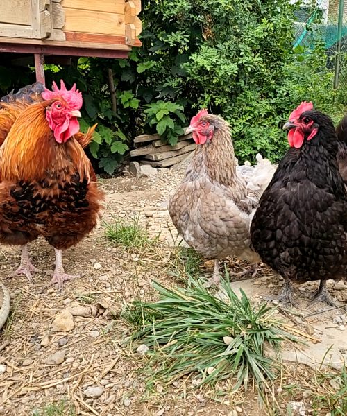 faire nourrir ses poules pendant les vacances