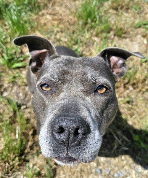 faire garder son chien à domicile avec balade