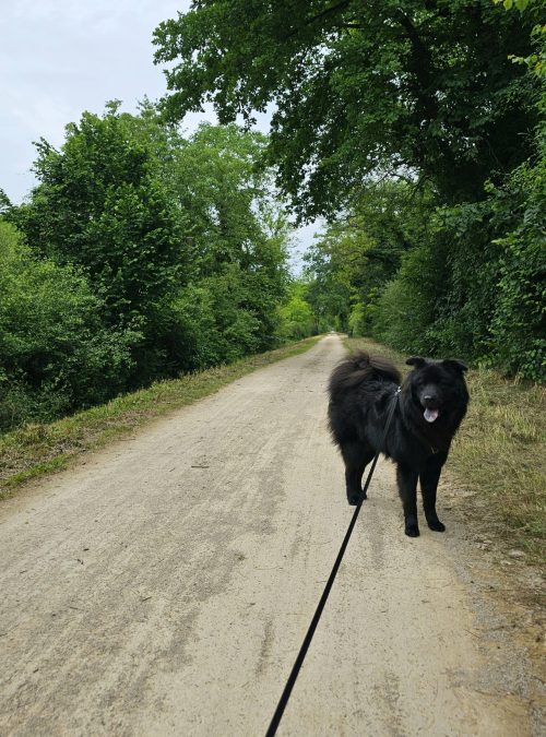 chien en promenade avec laisse