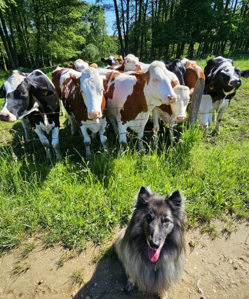promener un chien dans la campagne près de la suisse