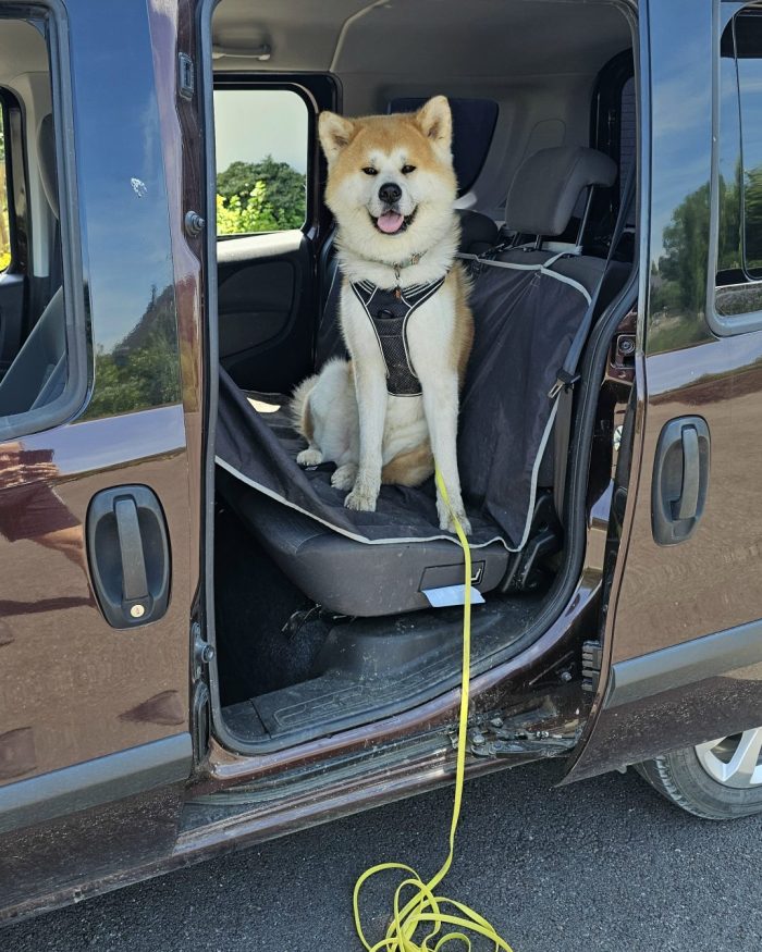 service de transport de chien